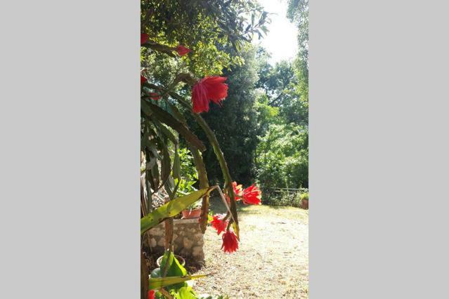 Nel Chianti Lungo La Francigena Apartamento Colle Val D'Elsa Exterior foto