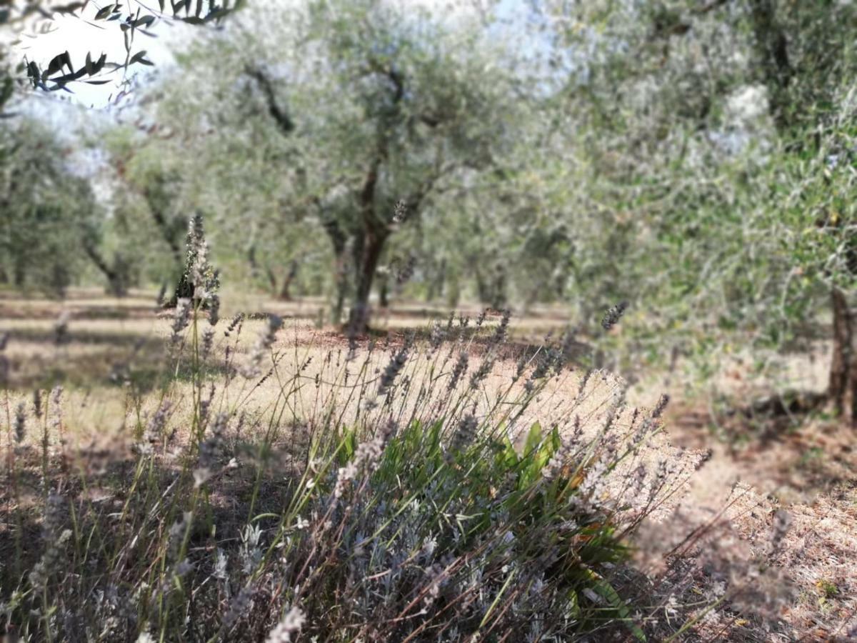 Nel Chianti Lungo La Francigena Apartamento Colle Val D'Elsa Exterior foto